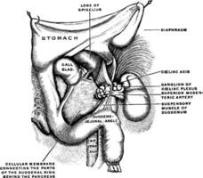 suspensif muscle de le duodénum, ancien illustration. vecteur