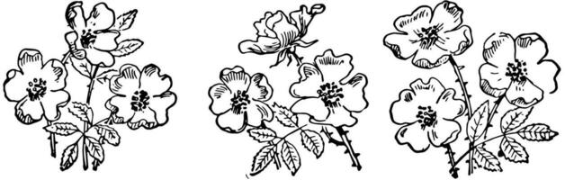neuf fleurs, ancien illustration vecteur