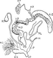 escargot reproducteur organes, ancien illustration vecteur