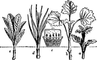 propagation par boutures, ancien illustration. vecteur