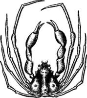 Scorpion araignée crabe, ancien illustration. vecteur