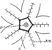 étoile de mer nerveux système, ancien illustration vecteur