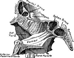 section de visage montrant vomer, ancien illustration. vecteur