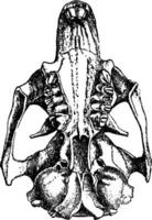 cynomys Ludovicien, ancien illustration. vecteur