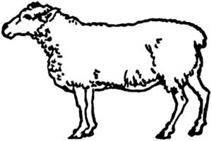 blanc mouton, ancien illustration. vecteur