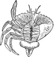 crustacé parasite, ancien illustration. vecteur