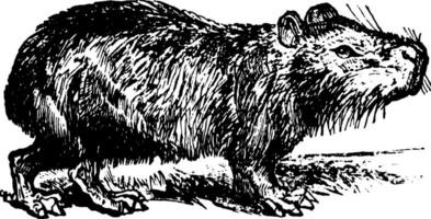 capibara, illustration vintage. vecteur