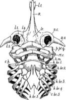 patin crâne, ancien illustration vecteur