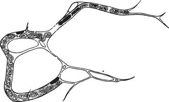 le formation de capillaires dans embryonnaire tissu, ancien gravure. vecteur