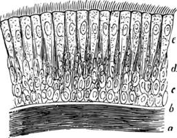 ciliaire épithélium, ancien illustration vecteur