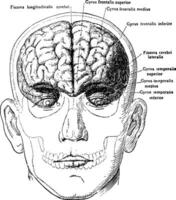 cerveau dans relation à crâne et affronter, ancien illustration vecteur