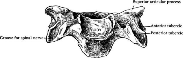 de face vue de Quatrième cervical, ancien illustration. vecteur