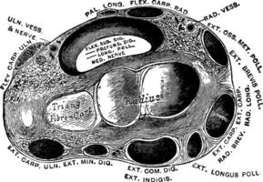 transversal section par le poignet, ancien illustration vecteur