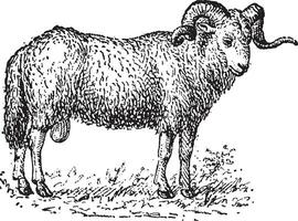 mouton, ancien gravure. vecteur