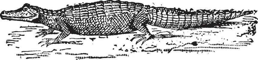 alligator, ancien gravure. vecteur