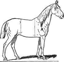 les pièces de une équitation cheval, ancien gravure vecteur