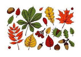 ensemble d'éléments de conception de forêt d'automne, y compris. clipart d'automne dessiné à la main avec des feuilles, des glands, des baies, des châtaignes. illustration vectorielle isolée sur blanc. croquis coloré vecteur