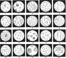 microorganismes ou microbes, ancien gravure vecteur