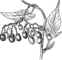 aigre-doux ou solanum dulcamara, ancien gravure vecteur