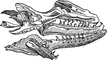 mosasaure, ancien gravure vecteur