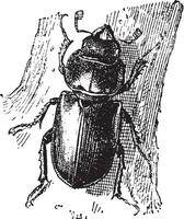 cerf scarabée, ancien gravure. vecteur