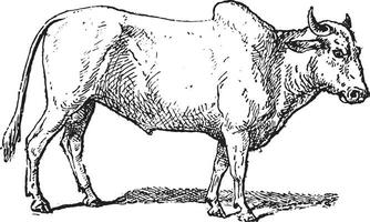 zébu ou bosse bétail, ancien gravure. vecteur