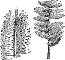 jurassique âge, ptérophyllum Jaegeri, otozamites décorus, ancien gravure. vecteur