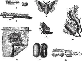 ver à soie ou bombe mori, ancien gravure vecteur
