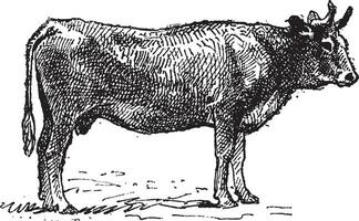 parthenais, une français bétail race, ancien gravure. vecteur