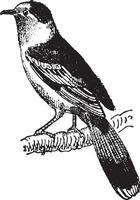 Vanga, une passereau oiseau, ancien gravure. vecteur