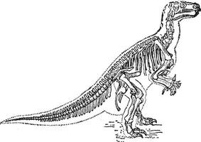 iguanodon ancien gravure vecteur