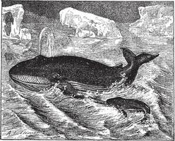 baleine dans océan, ancien gravure. vecteur