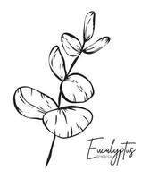 botanique élégant ligne illustration de une eucalyptus feuilles branche pour mariage invitation et cartes, logo conception, la toile, social médias et affiche, modèle, publicité, beauté et cosmétique industrie. vecteur