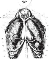 Coupe le poitrine zone pour une spectacle disponible poumons, plèvre et pe vecteur
