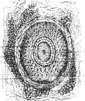 section de une cil et ses cheveux les follicules, ancien gravure. vecteur