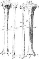 squelette de le jambe, ancien gravure. vecteur
