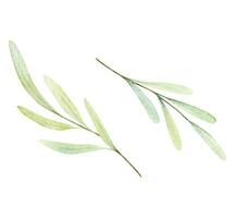 aquarelle olive branche. verdure illustration vecteur pour conception