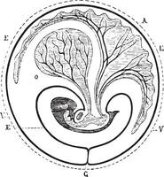 le progrès de le allantoïdien diminué ombilical vésicule, ancien gravure. vecteur