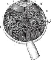 iriennes et choroïdien veines, ancien gravure. vecteur