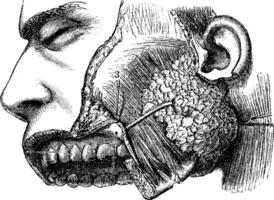 Humain parotide glande et sternocléidomastoïdien muscle, ancien génie vecteur