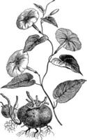 jalap ou ipomoea purga, ancien gravure vecteur