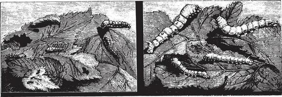 le ver à soie, ancien gravure. vecteur