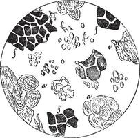 pur Chocolat vu en dessous de une microscope, ancien gravure. vecteur