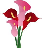 vecteur illustration de rouge et rose calla lis fleurs sur blanc Contexte.