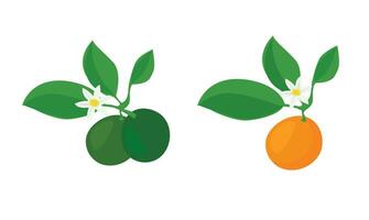 kumquat vecteur. vert et Orange kumquat. agrumes microcarpa agrafe art. fruit sur vietnamien Nouveau an. plat vecteur dans dessin animé style isolé sur blanc Contexte.