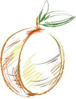 enfant esquisser dessin de le abricot fruit, vecteur ou Couleur illustration