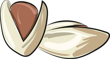cacahuètes dans coquille, vecteur ou Couleur illustration.