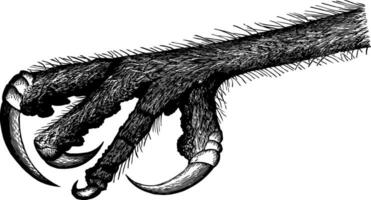 le rapace pied de un hibou ancien illustration. vecteur