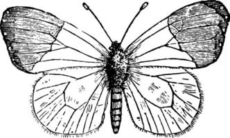 anthocharis cardamines ancien illustration. vecteur