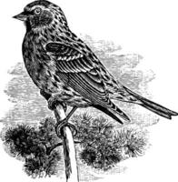 commun redpoll ancien illustration. vecteur